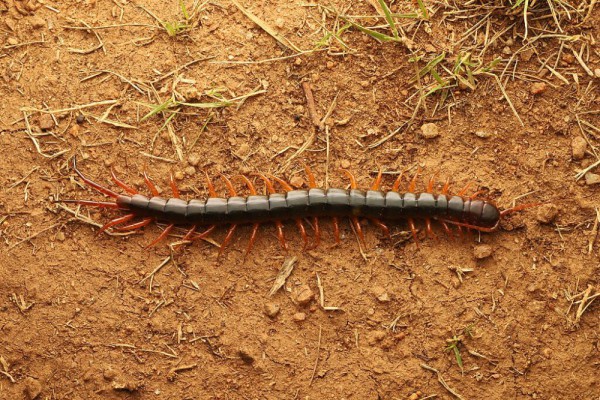 10 Hewan yang Hidup di Bawah Batu, dari Amfibi Sampai Serangga