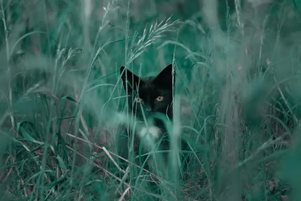 Apakah Kucing Bisa Melihat Hantu? Ini Jawabannya!
