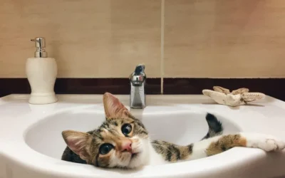 Kenapa Kucing Suka Minum Air WC? Ini Jawabannya