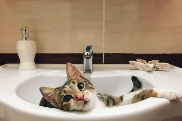 Kenapa Kucing Suka Minum Air WC? Ini Jawabannya